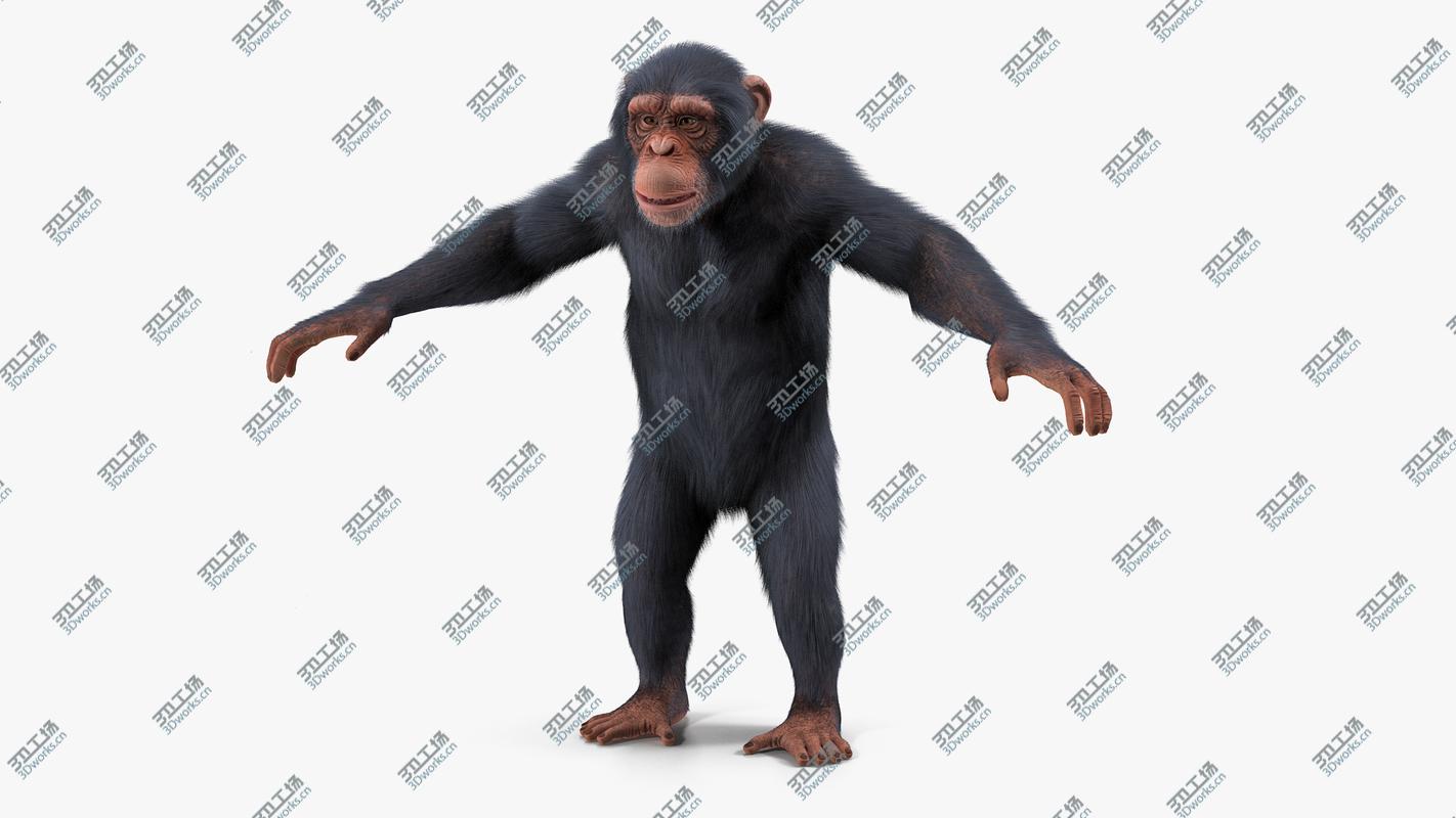 images/goods_img/2021040162/Light Chimpanzee Rigged with Fur 3D/3.jpg